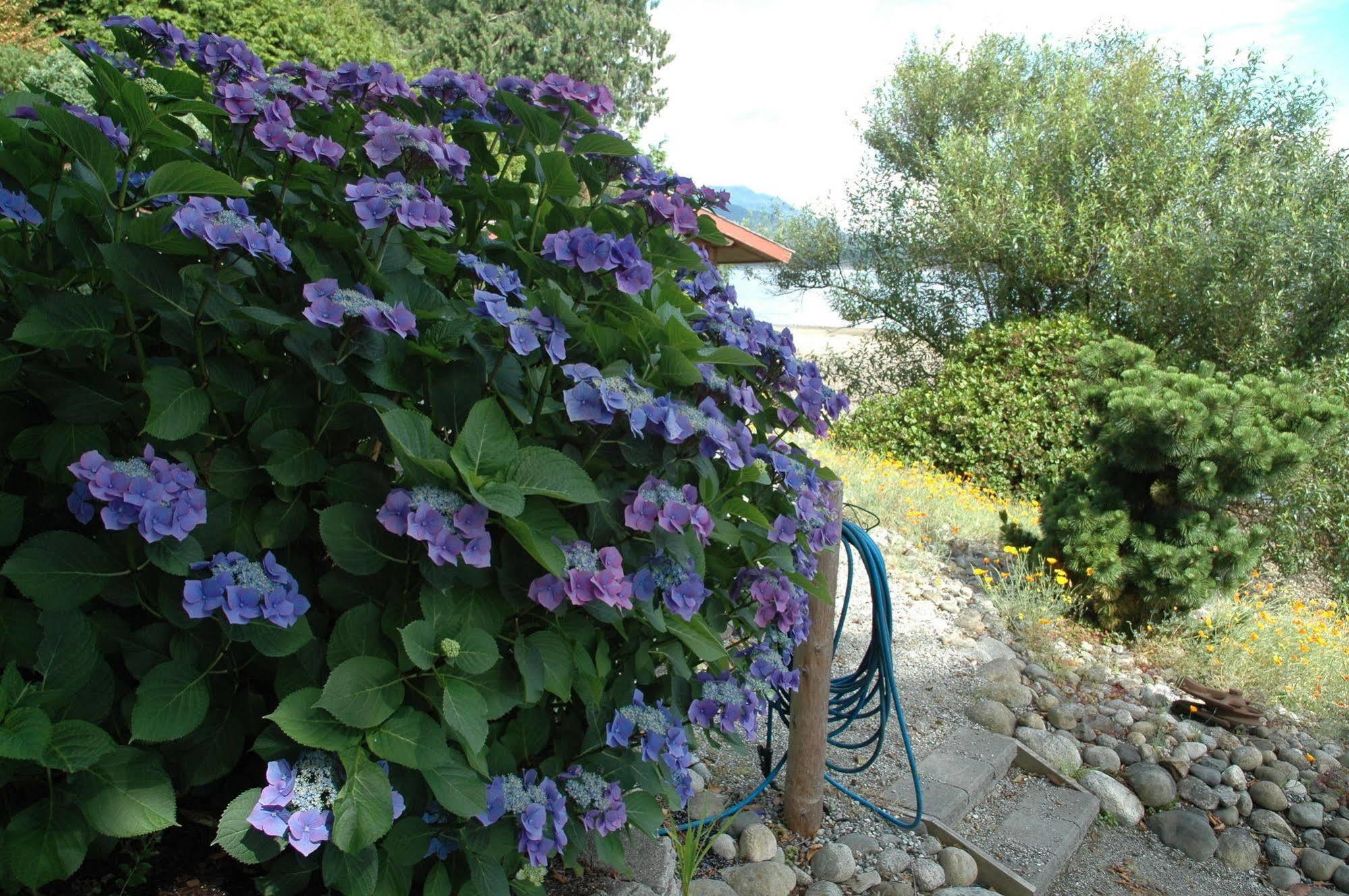 At The Shore Bed And Breakfast Sechelt Exteriér fotografie
